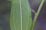 Eastern purple coneflower